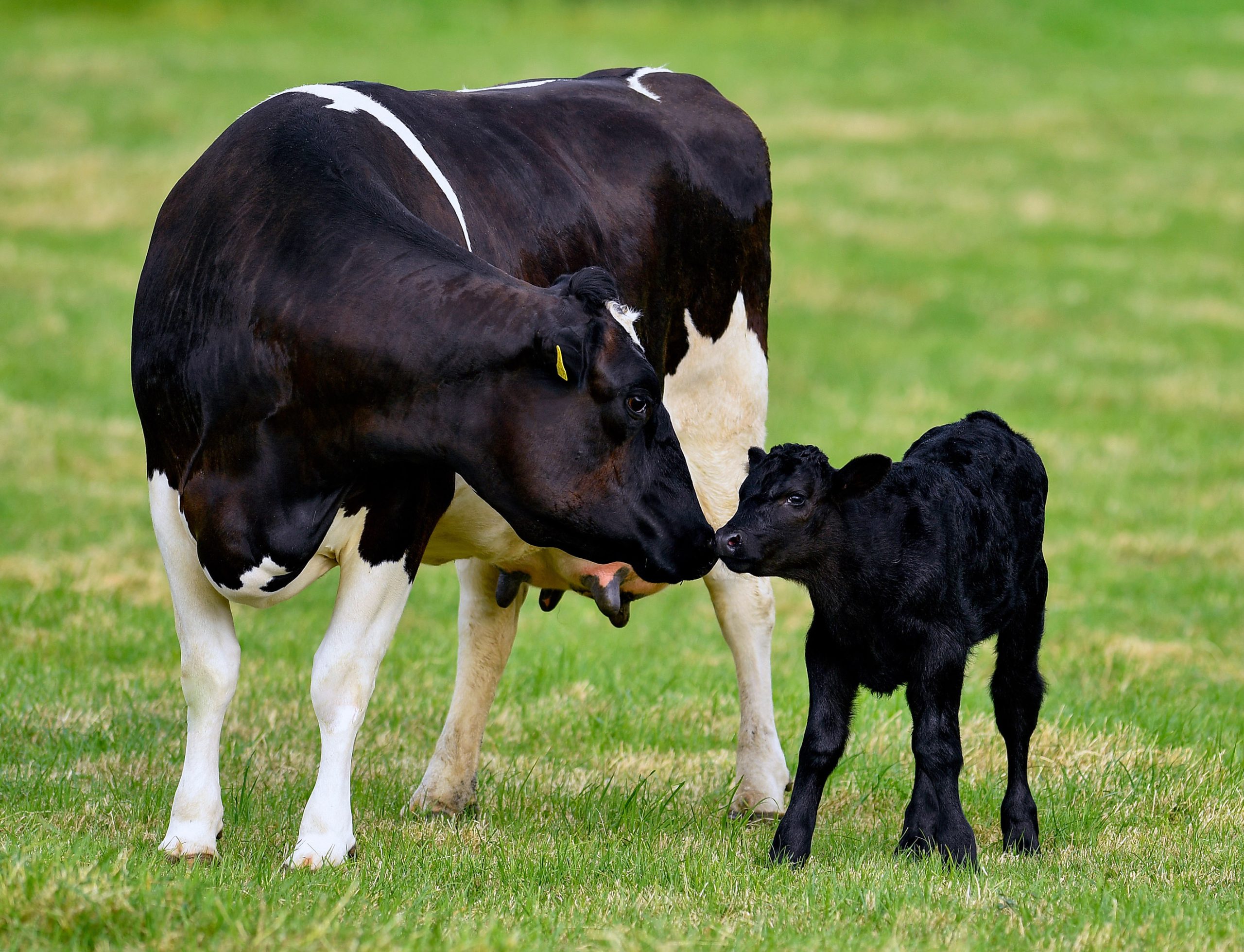 Dairy cow and calf – First Milk